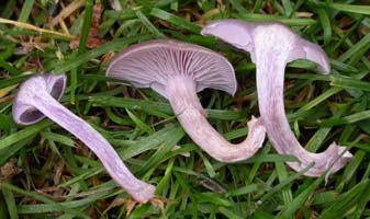 Laccaria amethystina.